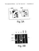 CDNA FOR HUMAN METHYLENETETRAHYDROFOLATE REDUCTASE AND USES THEREOF diagram and image