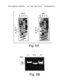 CDNA FOR HUMAN METHYLENETETRAHYDROFOLATE REDUCTASE AND USES THEREOF diagram and image