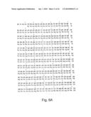 CDNA FOR HUMAN METHYLENETETRAHYDROFOLATE REDUCTASE AND USES THEREOF diagram and image