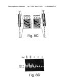 CDNA FOR HUMAN METHYLENETETRAHYDROFOLATE REDUCTASE AND USES THEREOF diagram and image