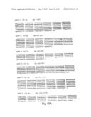 CDNA FOR HUMAN METHYLENETETRAHYDROFOLATE REDUCTASE AND USES THEREOF diagram and image