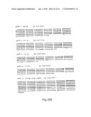 CDNA FOR HUMAN METHYLENETETRAHYDROFOLATE REDUCTASE AND USES THEREOF diagram and image