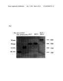 HUMAN INTERFERON-BETA MUTEIN diagram and image