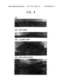 CULTURED XENOPUS LAEVIS CELL LINES EXPRESSING MUTANT ADENOMATOUS POLYPOSIS COLI GENE diagram and image