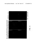 CULTURED XENOPUS LAEVIS CELL LINES EXPRESSING MUTANT ADENOMATOUS POLYPOSIS COLI GENE diagram and image