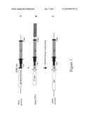 TARGETED DNA INSERTION IN PLANTS diagram and image