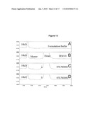 NOVEL BMP-12-RELATED PROTEINS AND METHODS OF THEIR MANUFACTURE diagram and image