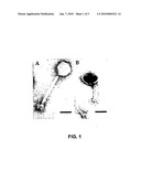 Recombinant Staphylococcal Phage Lysin as an Antibacterial Agent diagram and image