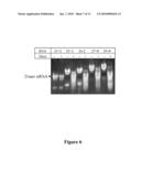 METHODS AND COMPOSITIONS FOR THE SPECIFIC INHIBITION OF GENE EXPRESSION BY DOUBLE-STRANDED RNA diagram and image