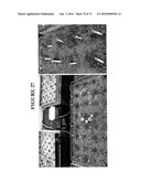 COMPOSITIONS AND METHODS FOR THE IMPROVEMENT OF PLANTS diagram and image