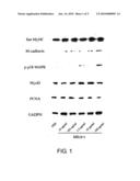 MUSCLE REGENERATION PROMOTER diagram and image