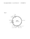 LIPOSOMALLY ENCAPSULATED HYBRID ADENOVIRUS-SEMLIKI FOREST VIRUS (SFV) VECTORS CARRYING RNAI CONSTRUCTS AND THERAPEUTIC GENES FOR USE AGAINST CANCER TARGETS AND OTHER DISEASES diagram and image