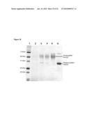 NOVEL GENES RELATED TO GLUTAMINYL CYCLASE diagram and image