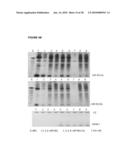 MICRO RNAS AND THEIR METHODS OF USE FOR THE TREATMENT AND DIAGNOSIS OF SCHIZOPHRENIA AND SCHIZOPHRENIA SPECTRUM DISORDERS diagram and image