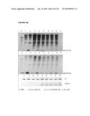 MICRO RNAS AND THEIR METHODS OF USE FOR THE TREATMENT AND DIAGNOSIS OF SCHIZOPHRENIA AND SCHIZOPHRENIA SPECTRUM DISORDERS diagram and image