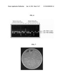 METHOD FOR CLONING AND EXPRESSING TARGET GENE BY HOMOLOGOUS RECOMBINATION diagram and image