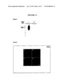 Npcil1 (Npc3) And Methods Of Identifying Ligands Thereof diagram and image