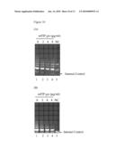 COMPOSITIONS COMPRISING FUNGAL IMMUNOMODULATORY PROTEIN AND USE THEREOF diagram and image