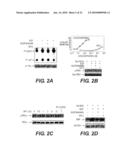 COMPOSITIONS INCLUDING TRICIRIBINE AND TAXANES AND METHODS OF USE THEREOF diagram and image