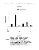 Inhibiting Serum Response Factor (SRF) to Improve Glycemic Control diagram and image