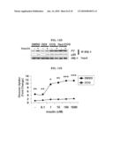 Inhibiting Serum Response Factor (SRF) to Improve Glycemic Control diagram and image