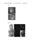 MEDIUM AND DEVICE FOR PROLIFERATION OF STEM CELLS AND TREATMENT OF CANCER-RELATED STEM CELL WITH RESVERATROL diagram and image