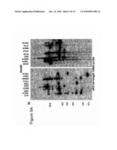 STEM-REGULATED, PLANT DEFENSE PROMOTER AND USES THEREOF IN TISSUE-SPECIFIC EXPRESSION IN MONOCOTS diagram and image