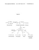 FLAVIN MONOOXYGENASES AND TRANSCRIPTION FACTORS INVOLVED IN GLUCOSINOLATE BIOSYNTHESIS diagram and image