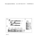 FLAVIN MONOOXYGENASES AND TRANSCRIPTION FACTORS INVOLVED IN GLUCOSINOLATE BIOSYNTHESIS diagram and image