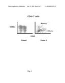 Composition Comprising In Vitro Expanded T-Lymphocytes and Vessel Formation Inhibitors Suitable in the Treatment of Cancer diagram and image