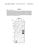 IMMUNOGENIC BACTERIAL VESICLES WITH OUTER MEMBRANE PROTEINS diagram and image