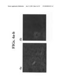 Compositions and Methods Using Same for Delivering Agents Into a Target Organ Protected by a Blood Barrier diagram and image