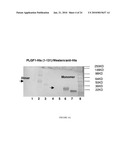 PIGF-1 ASSAY AND KITS AND COMPONENTS THEREOF diagram and image