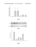 METHOD FOR CONSTRUCTING MICRORNA ADENOVIRUS EXPRESSION PLASMIDS OF SEVERE HEPATITIS RELATED HFGL2, HFAS AND HTNFR1 GENES AND PHARMACEUTICAL USE THEREOF diagram and image
