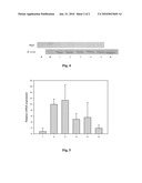 METHOD FOR CONSTRUCTING MICRORNA ADENOVIRUS EXPRESSION PLASMIDS OF SEVERE HEPATITIS RELATED HFGL2, HFAS AND HTNFR1 GENES AND PHARMACEUTICAL USE THEREOF diagram and image