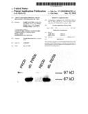 TRUNCATED BARD1 PROTEIN, AND ITS DIAGNOSTIC AND THERAPEUTIC USES diagram and image