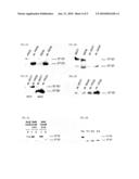 TRUNCATED BARD1 PROTEIN, AND ITS DIAGNOSTIC AND THERAPEUTIC USES diagram and image