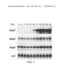 INTESTINAL ALKALINE PHOSPHATASE MODULATORS AND USES THEREOF diagram and image