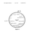 Corn event PV-ZMGT32(nk603) and compositions and methods for detection thereof diagram and image