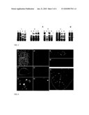 VIRAL-BASED TRANSIENT-EXPRESSION VECTOR SYSTEM FOR TREES diagram and image