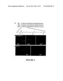 MOLECULAR PROBE FOR SPHINGOLIPIDS diagram and image