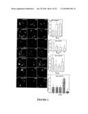 MOLECULAR PROBE FOR SPHINGOLIPIDS diagram and image