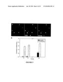 MOLECULAR PROBE FOR SPHINGOLIPIDS diagram and image