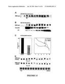 MOLECULAR PROBE FOR SPHINGOLIPIDS diagram and image