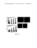 MOLECULAR PROBE FOR SPHINGOLIPIDS diagram and image