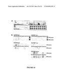 MOLECULAR PROBE FOR SPHINGOLIPIDS diagram and image