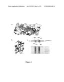 I-CREI MEGANUCLEASE VARIANTS WITH MODIFIED SPECIFICITY, METHOD OF PREPARATION AND USES THEREOF diagram and image