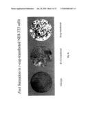 METHOD OF DETECTING A CANCER CELL BY ABERRANT EXPRESSION OF A HUMAN K+ ION CHANNEL diagram and image