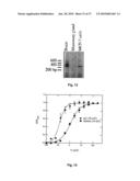 METHOD OF DETECTING A CANCER CELL BY ABERRANT EXPRESSION OF A HUMAN K+ ION CHANNEL diagram and image