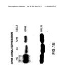 METHODS AND COMPOSITIONS FOR INHIBITING THE GROWTH OF HEMATOPOIETIC MALIGNANT CELLS diagram and image